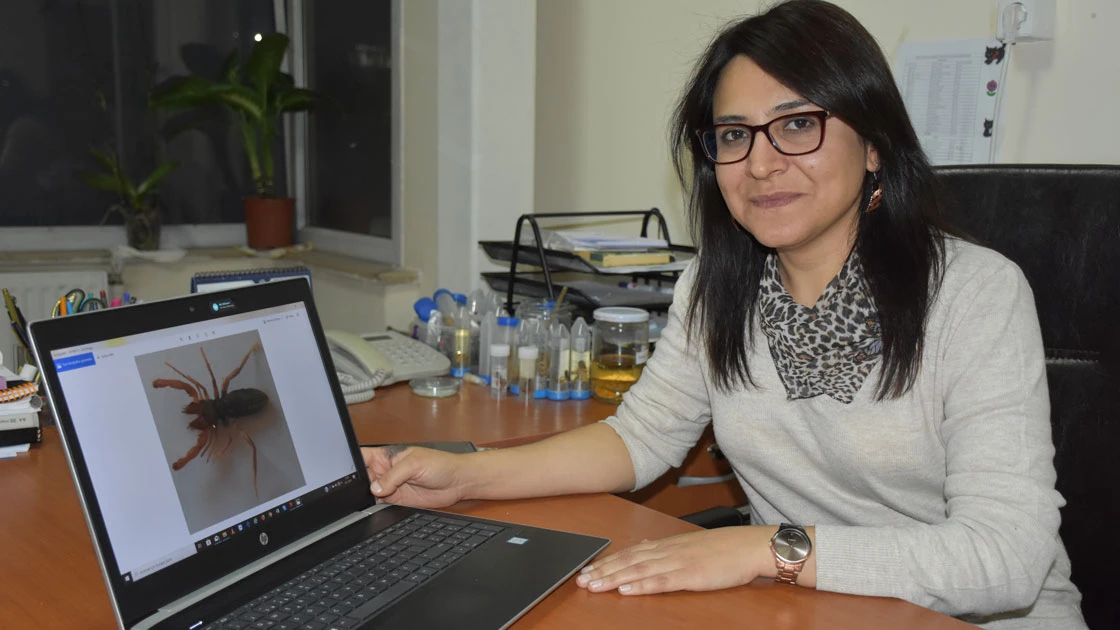 Hakkari'de yeni bir 'böğü' türü keşfedildi